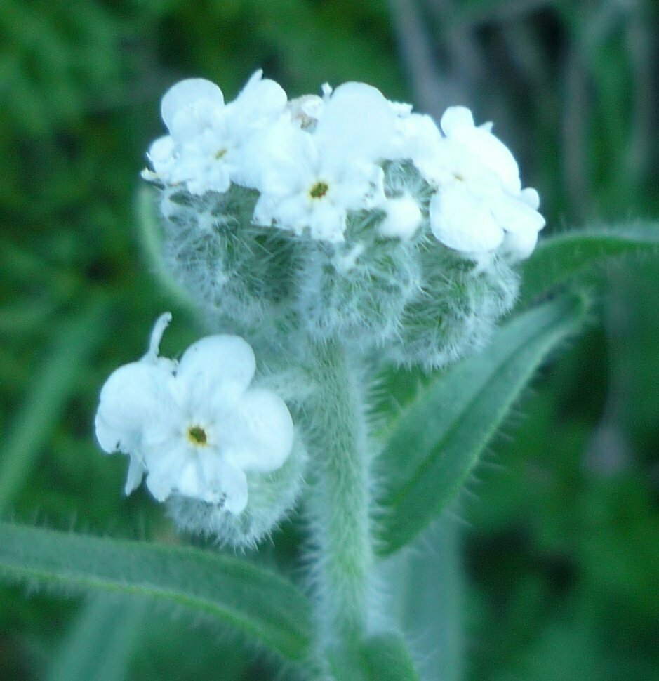 High Resolution Cryptantha intermedia Flower